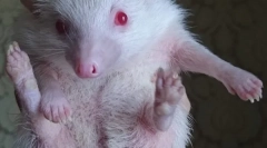 Kako določiti talno jež